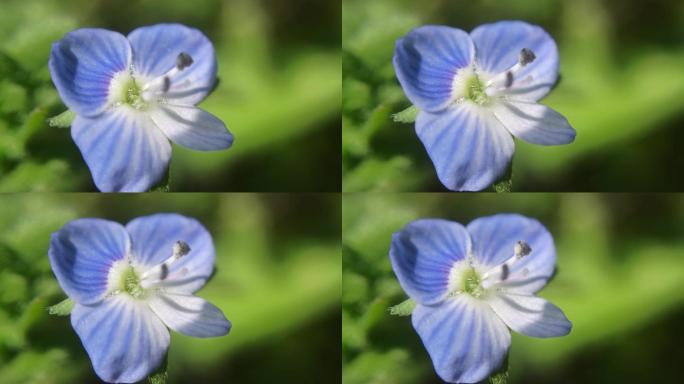 婆婆纳蓝色小花满天星草本植物小花