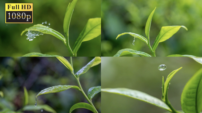 水滴在茶叶上，水滴茶叶慢动作