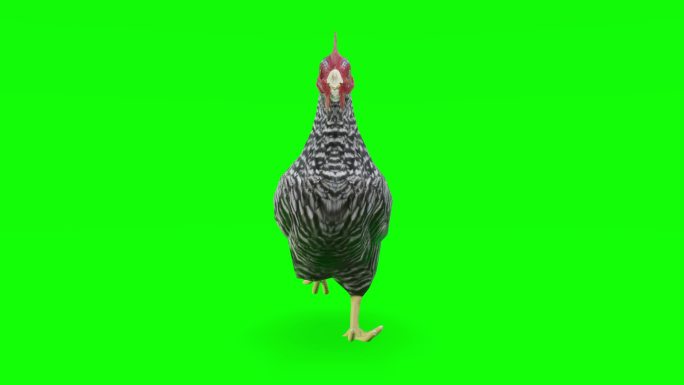 在绿色屏幕上奔跑的小鸡。