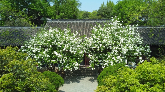 南京清凉山公园绣球花