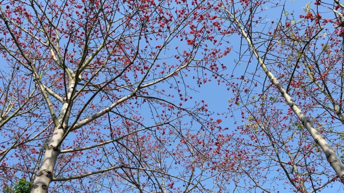 蓝天下的木棉花盛开正艳春天来了木棉花开了