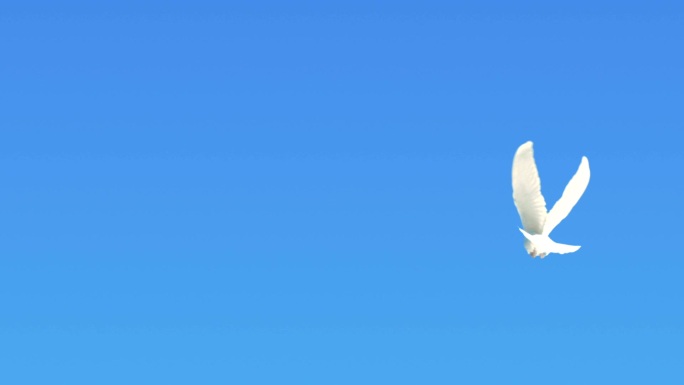 一只鸽子在晴朗的蓝天上飞行的超慢镜头。
