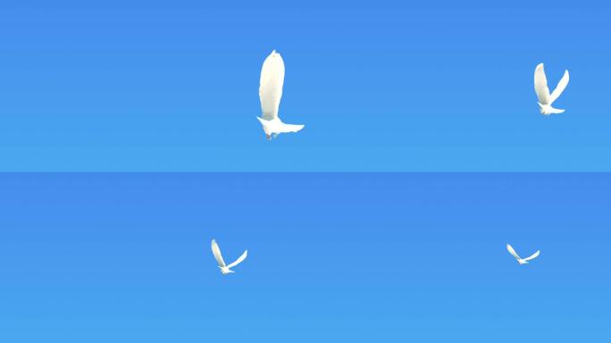 一只鸽子在晴朗的蓝天上飞行的超慢镜头。