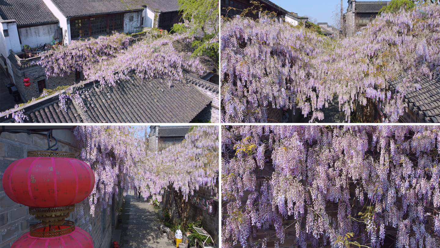 南京老门东紫藤花