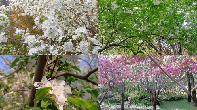 春天公园梨树樱花花开景色
