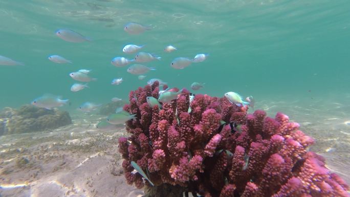 去海岛旅行，遇见迷人的海底世界