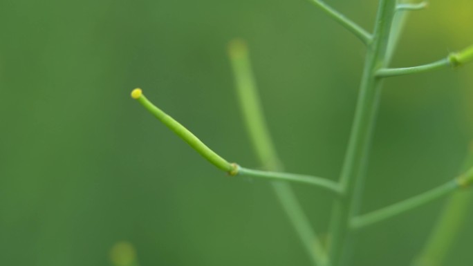 油菜籽荚