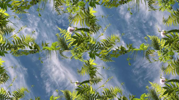蕨类植物3D特效视频