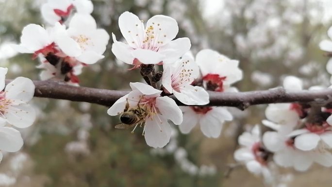 蜜蜂采蜜