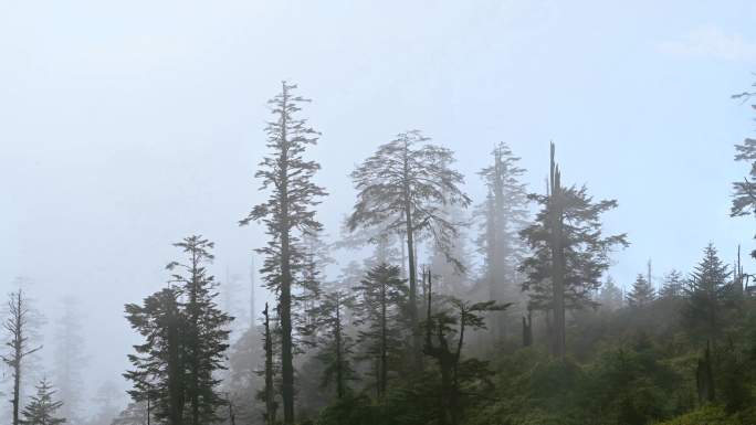 自然之美原始森林沧桑大气云雾延时