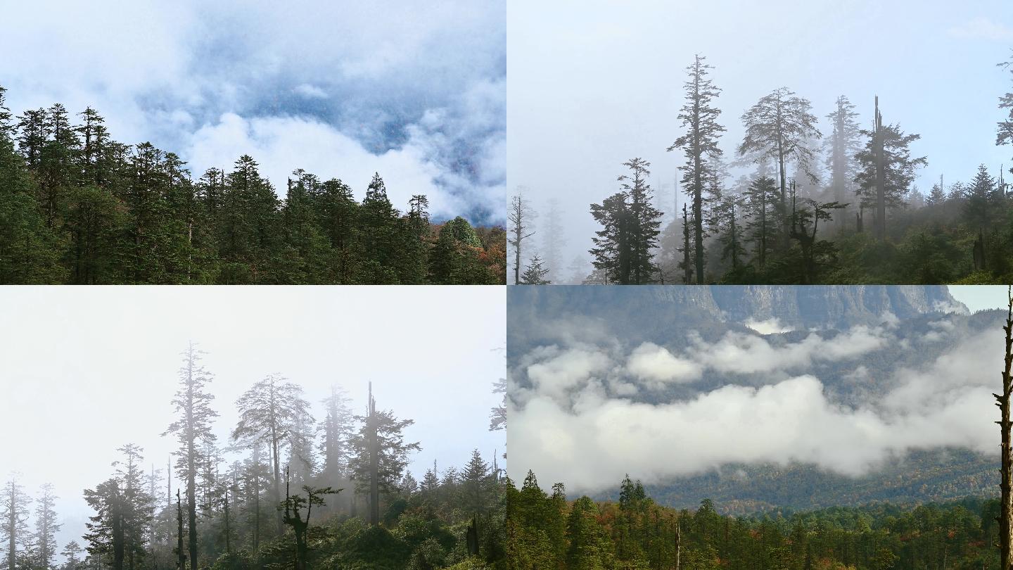 自然之美原始森林沧桑大气云雾延时