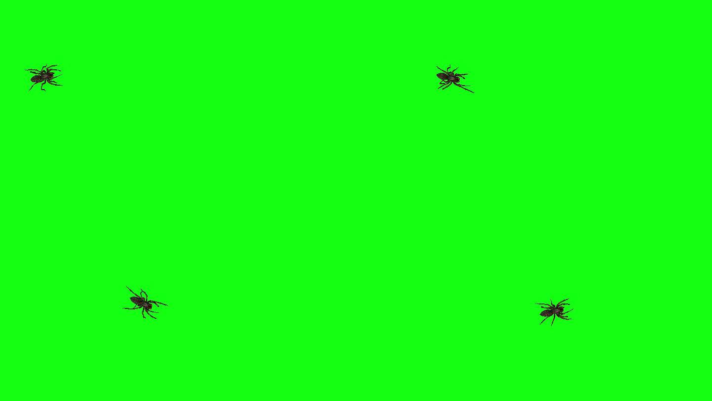 绿色背景上的蜘蛛透明通道抠绿抠背绿幕