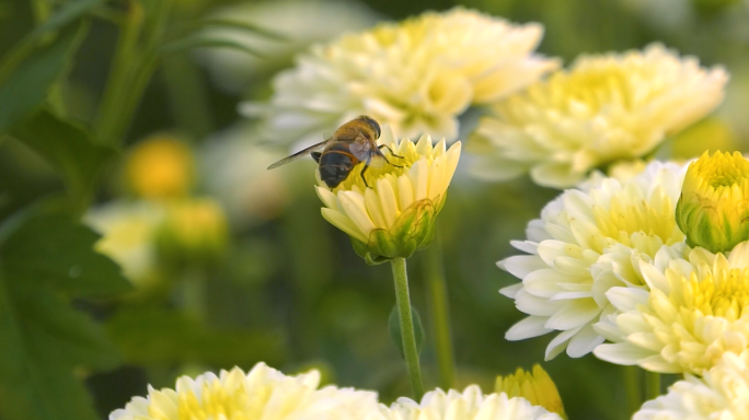 采摘菊花雏菊种植经济作物蜜蜂采蜜