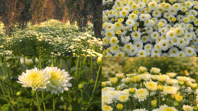 采摘菊花雏菊种植经济作物蜜蜂采蜜