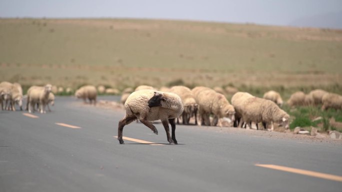 中国西部甘肃省草原上的放牧羊群