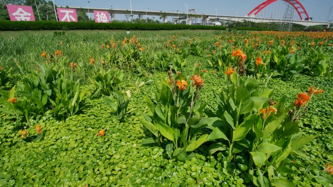 广西南宁那考河湿地公园沼泽地