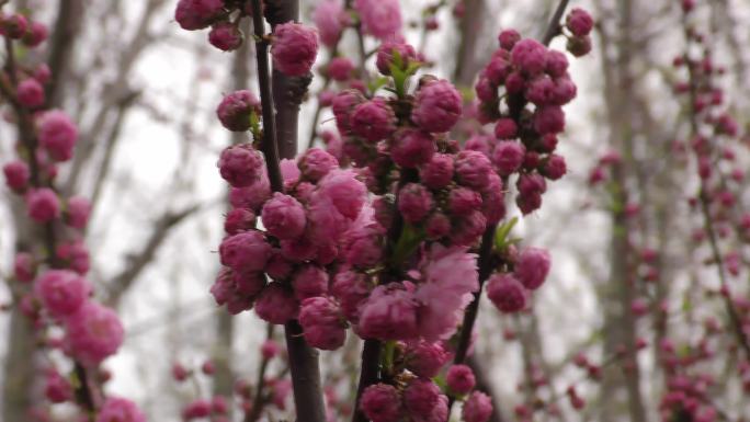 挑花盛嫩芽绿色春写意春意盎然春色绽放花朵