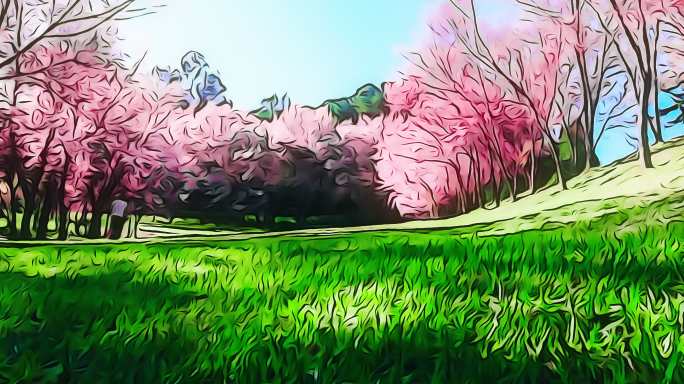 清迈春天粉红色的樱花