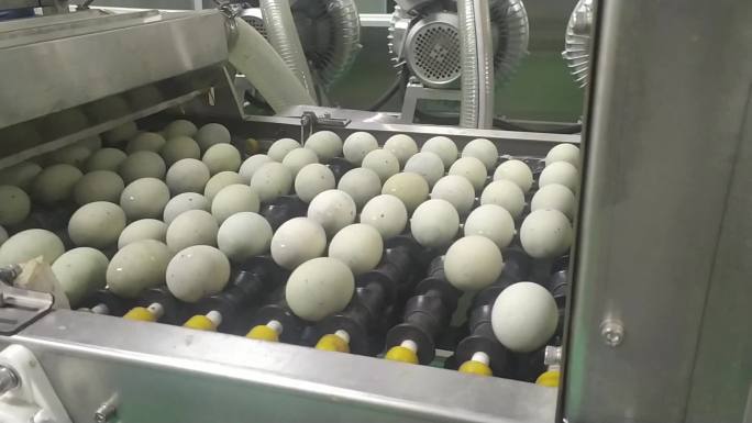 松花皮蛋清洗腌制过程清点装箱机器洗蛋