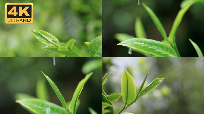 【4K】水滴落在茶叶上，茶叶唯美空镜素材