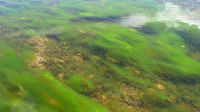 河流绿藻流水
