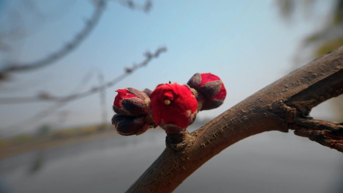 自然  花 树 风景 公园 春天