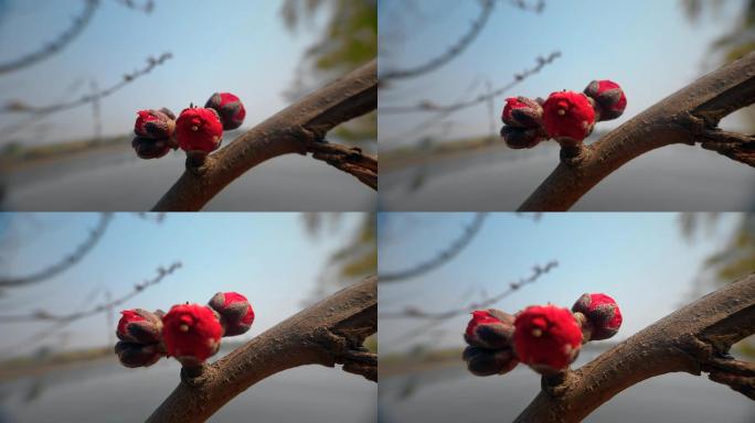 自然  花 树 风景 公园 春天