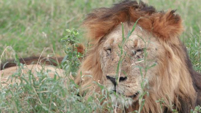 东非动物迁徙 — 狮子 4K