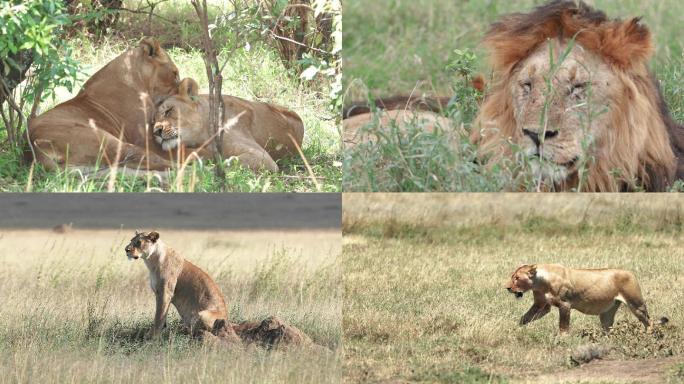 东非动物迁徙 — 狮子 4K