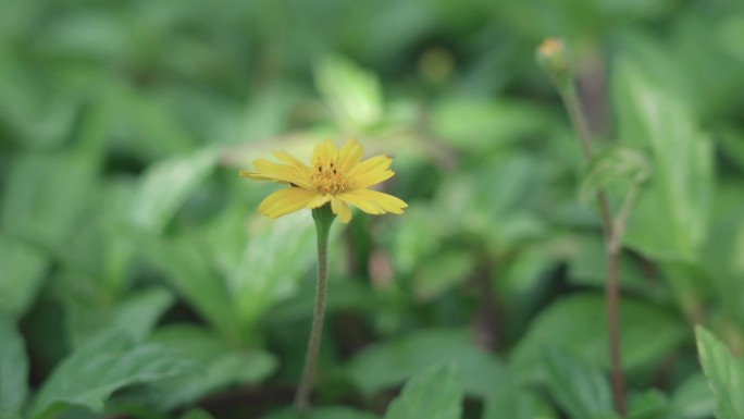 4K空镜｜一朵野菊花emo