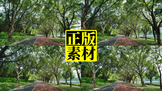 南宁南湖城市公园 阳光林荫小路 跑道跑步