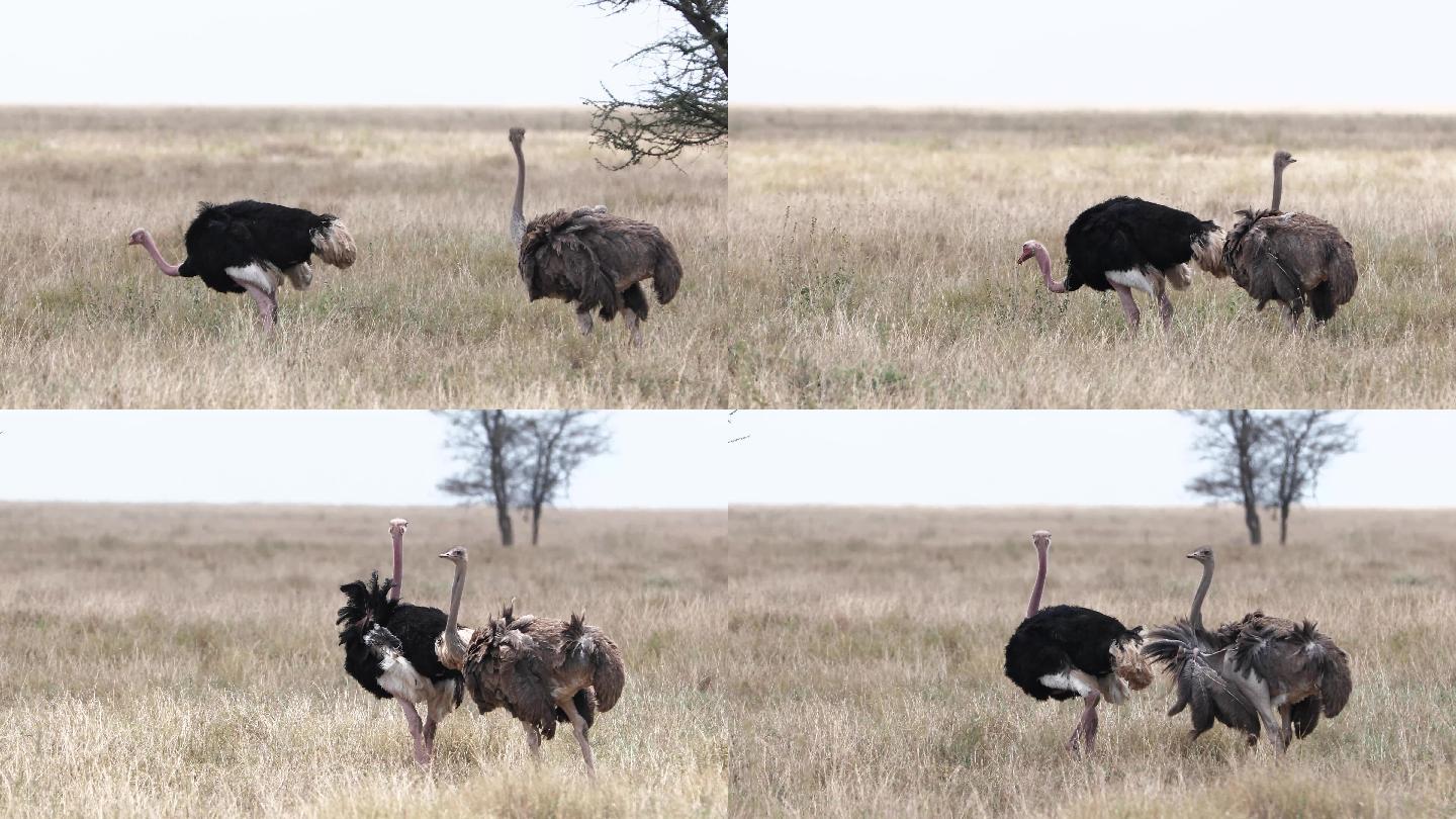 东非动物迁徙 — 鸵鸟 4K