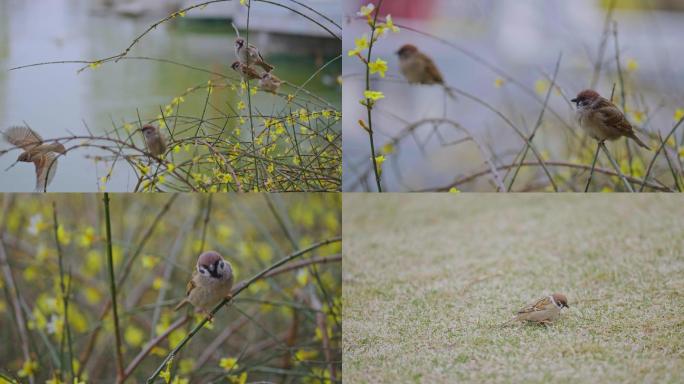 【合集】鸟类多种镜头素材