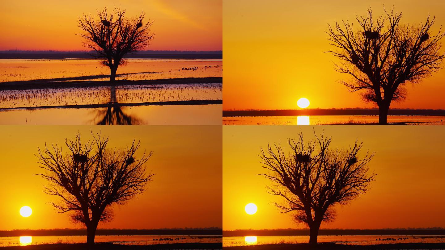 日出黄河岸边树木4K视频素材