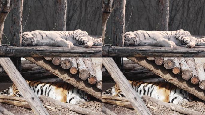 北京动物园老虎睡觉