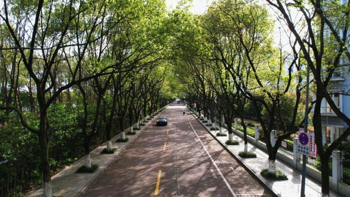 林荫道路航拍