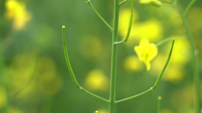 油菜籽荚