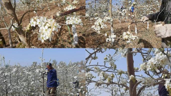 新疆库尔勒香梨梨树开花人工授粉