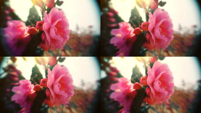 自然  花 树 风景 公园 春天