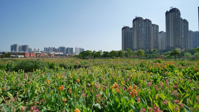 广西南宁那考河湿地公园