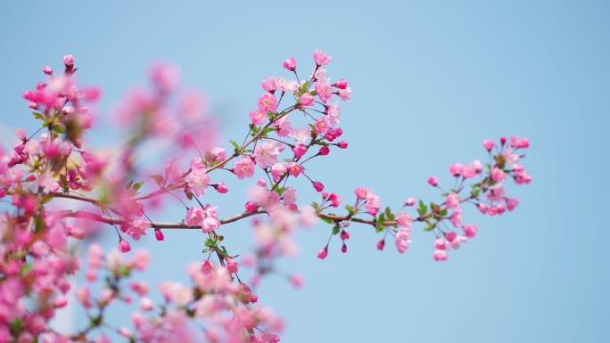 海棠花春暖花开