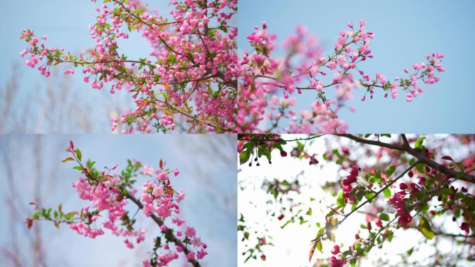 海棠花春暖花开