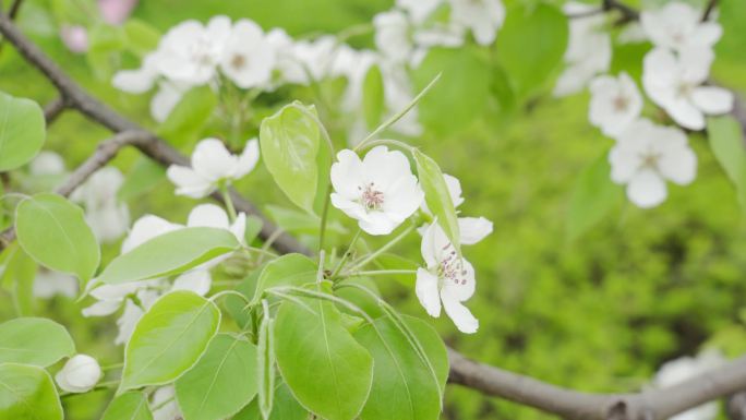 梨花 四月 春天 风铃