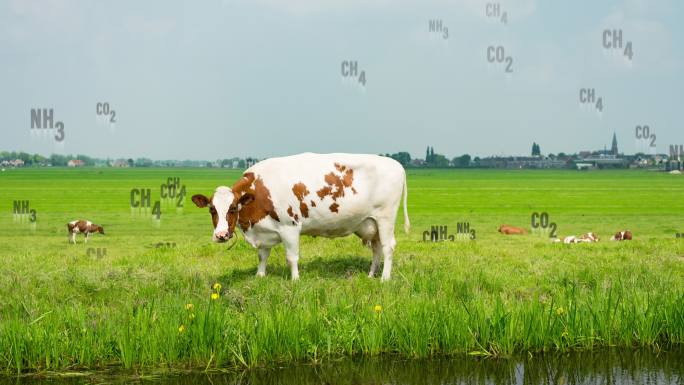 温室气体在奶牛周围上升