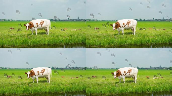 温室气体在奶牛周围上升