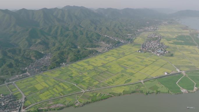 富阳桐洲岛油菜花航拍 4k（御三拍摄）