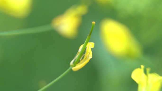 油菜籽荚