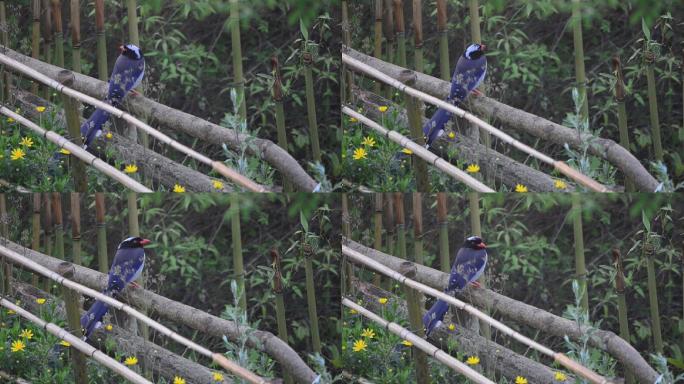 竹子栅栏上的红嘴蓝鹊