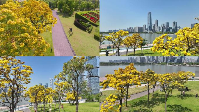 深圳春天黄风玲