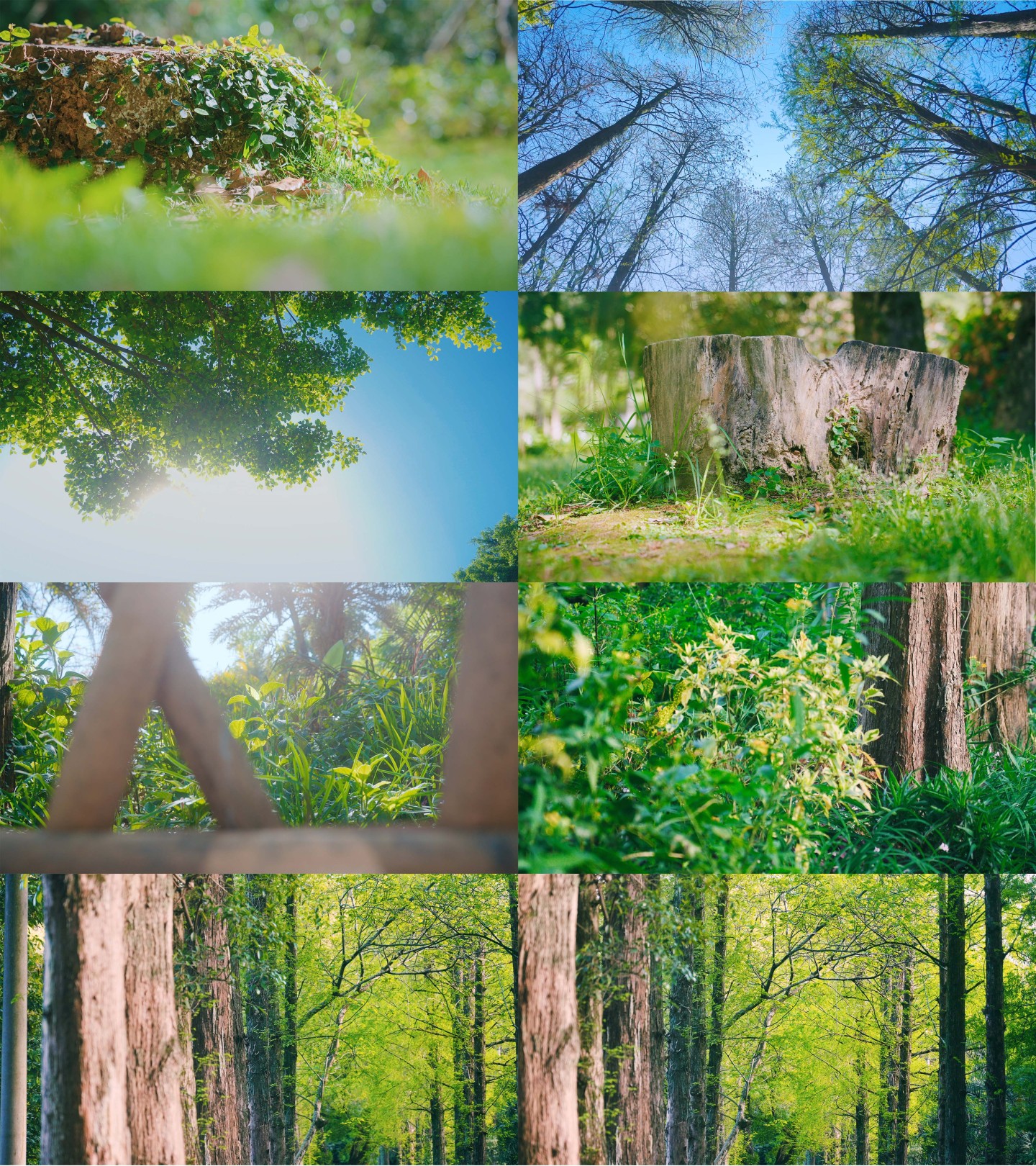 夏至森林树木树荫阳光自然生命绿荫丛林立夏